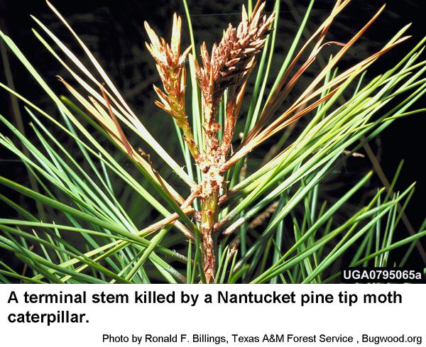 Nantucket pine tip moths usually kill stem tips